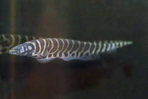 (c) Johnny Jensen - Akvariefoto.dk