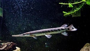 Lepisosteus oculatus