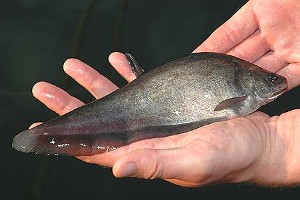 Voksen. (c) Johnny Jensen - Akvariefoto.dk
