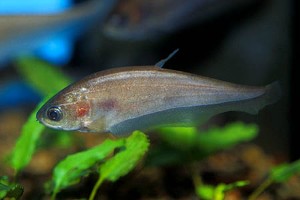 Ungfisk. (c) Johnny Jensen - Akvariefoto.dk