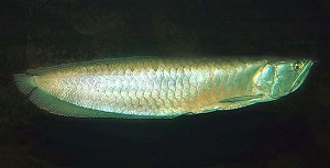 Voksen. Ungfisk. (c) Johnny Jensen - Akvariefoto.dk