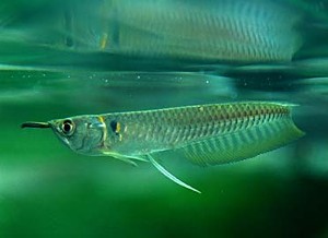 Ungisk. Ungfisk. (c) Johnny Jensen - Akvariefoto.dk