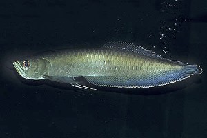 (c) Johnny Jensen - Akvariefoto.dk