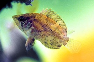 (c) Johnny Jensen - Akvariefoto.dk