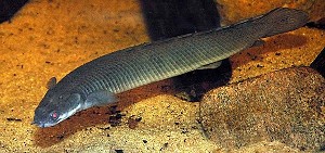 P. senegalus senegalus (c) Johnny Jensen - Akvariefoto.dk
