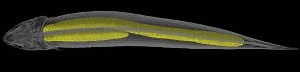 Illustration af Polypterus senegalus’ lunger.