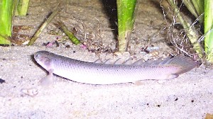 Polypterus senegalus