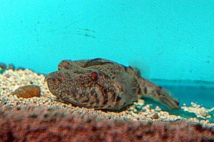 Tetraodon suvattii
