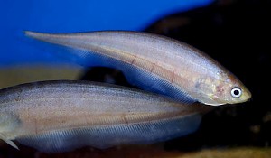 (c) Johnny Jensen - Akvariefoto.dk
