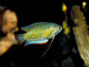 (c) Johnny Jensen - Akvariefoto.dk