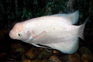 Voksen albino. (c) Johnny Jensen - Akvariefoto.dk