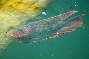 Ungfisk. (c) Johnny Jensen - Akvariefoto.dk