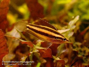 Parosphromenus anjunganensis