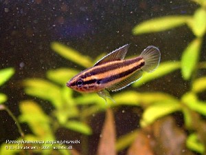 Parosphromenus anjunganensis