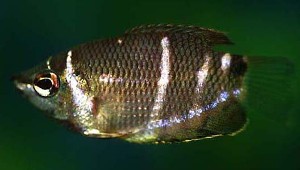 (c) Johnny Jensen - Akvariefoto.dk