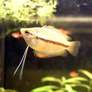 Trichogaster chuna
