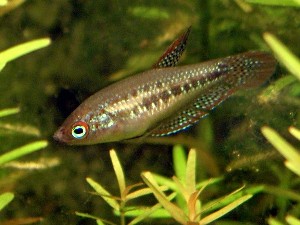 Trichopsis pumila