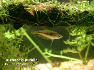 Trichopsis pumila