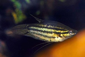 (c) Johnny Jensen – Akvariefoto.dk