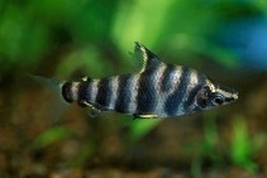 (c) Johnny Jensen - Akvariefoto.dk
