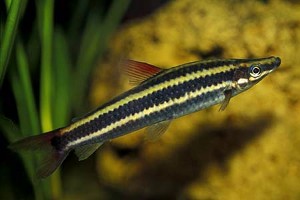 (c) Johnny Jensen - Akvariefoto.dk