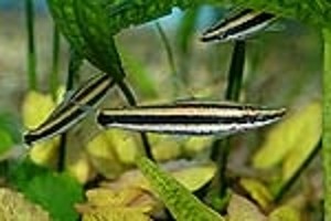 (c) Johnny Jensen - Akvariefoto.dk