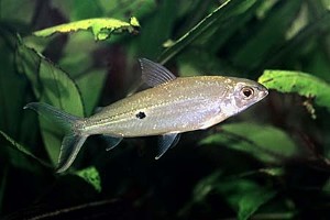 (c) Johnny Jensen - Akvariefoto.dk