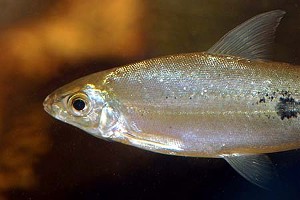 (c) Johnny Jensen - Akvariefoto.dk