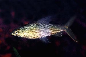 (c) Johnny Jensen - Akvariefoto.dk
