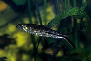 (c) Johnny Jensen - Akvariefoto.dk