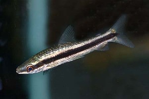 (c) Johnny Jensen - Akvariefoto.dk