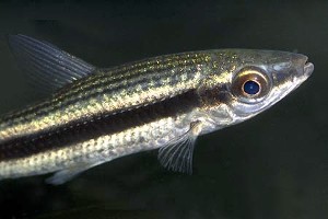 (c) Johnny Jensen - Akvariefoto.dk