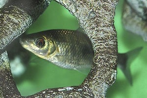 Halvvoksen (c) Johnny Jensen - Akvariefoto.dk