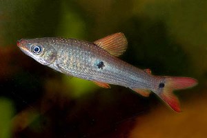 Voksen fisk (c) Johnny Jensen - Akvariefoto.dk