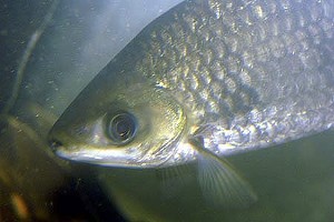 (c) Johnny Jensen - Akvariefoto.dk