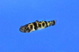 (c) Johnny Jensen - Akvariefoto.dk