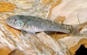 Chlamydogobius eremius