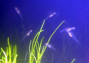 Gobiopterus chuno