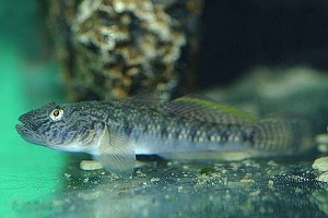 (c) Johnny Jensen - Akvariefoto.dk