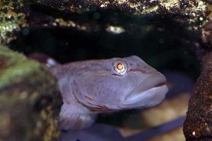 (c) Johnny Jensen - Akvariefoto.dk