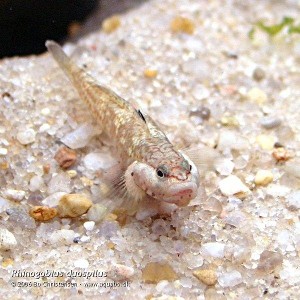 Rhinogobius cf. duospilus. (c) Bo Christensen - aquabo.dk