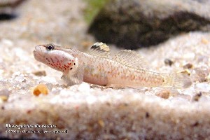 Rhinogobius cf. duospilus. (c) Bo Christensen - aquabo.dk