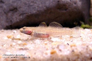Rhinogobius cf. duospilus. (c) Bo Christensen - aquabo.dk