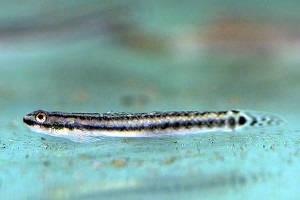 (c) Johnny Jensen - Akvariefoto.dk