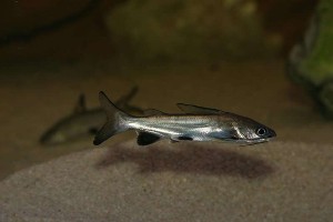 Hexanematichthys seemanni