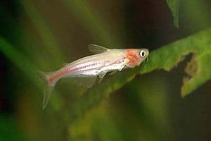 Albino ungfisk. (c) Johnny Jensen - Akvariefoto.dk
