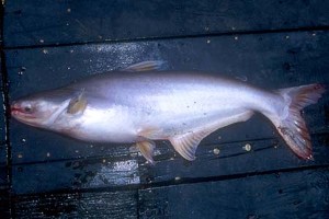 Voksen fisk. (c) Johnny Jensen - Akvariefoto.dk