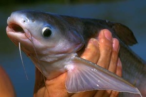 (c) Johnny Jensen - Akvariefoto.dk
