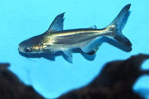 Ungfisk. (c) Johnny Jensen - Akvariefoto.dk