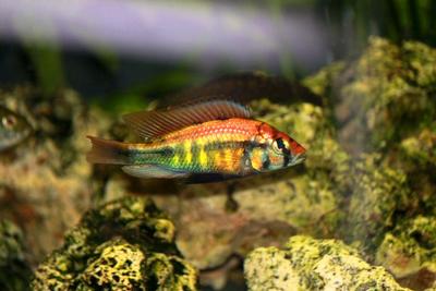 Haplochromis sp. "rainbow"